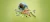 lego66.webp