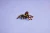 lego26.webp